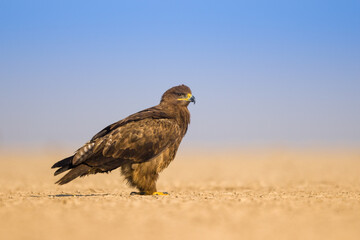 Steppe Eagle 