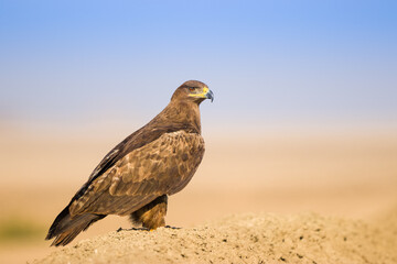 Steppe Eagle 