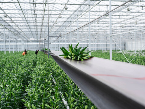 Commercial lily plants moving on automated transport system in modern greenhouse flower production facility - Powered by Adobe