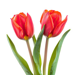 Naklejka premium Red tulips bouquet, studio shot, dark background, floral design