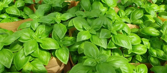 Frisches gr&uuml;ne Basilikum als Nahaufnahme und Vollbild