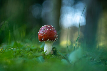 Fly agaric