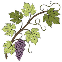 Obraz premium Vector illustration of ripe purple grapes on a vine, symbolizing fresh harvest, nutrition, and natural agriculture