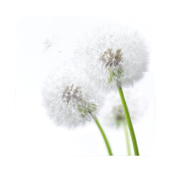 Dandelions seeds blowing, garden, soft background, nature