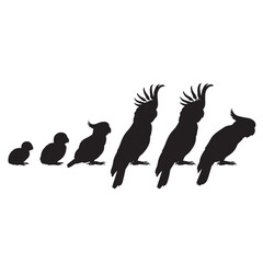Vector silhouette of the life cycle of a parrot