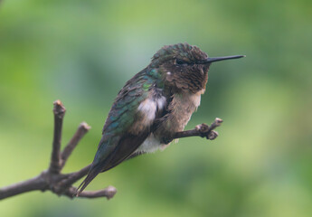 Fototapeta premium Ruby-throated hummingbird perched on branch