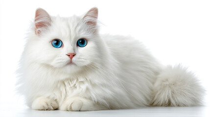 Fototapeta premium White cat, sitting on the ground, white background