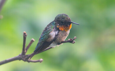Fototapeta premium Ruby-throated hummingbird perched on branch