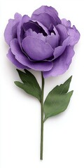 Close Up of a Single Purple Peony with Green Leaves on White Background, Generative AI
