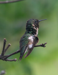 Fototapeta premium Ruby-throated hummingbird perched on branch