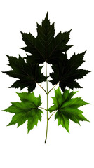 Dark and Green Maple Leaves on Stem Isolated on White