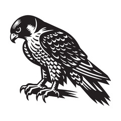 Fototapeta premium Black Falcon Bird of Prey Perched with Sharp Talons and Detailed Feathers on White Background raptor