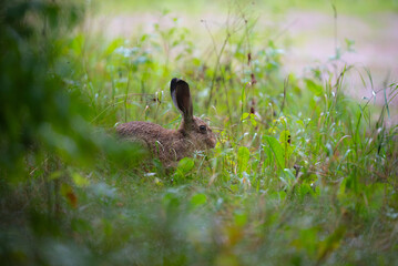 Young european hare in grass © ukasz