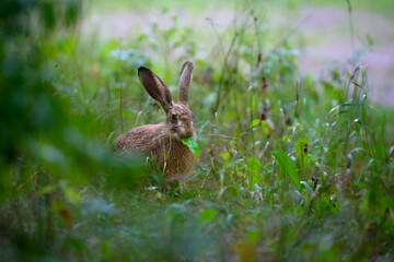 Young european hare in grass © ukasz