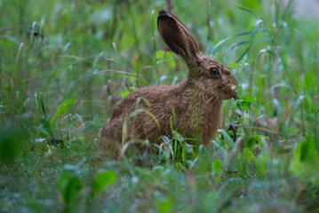 Young european hare in grass © ukasz