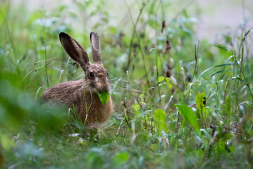 Young european hare in grass © ukasz