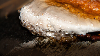 close up of fried chicken breast
