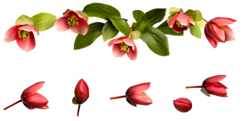 Collection of Red Hellebore Flowers and Green Leaves Isolated on White