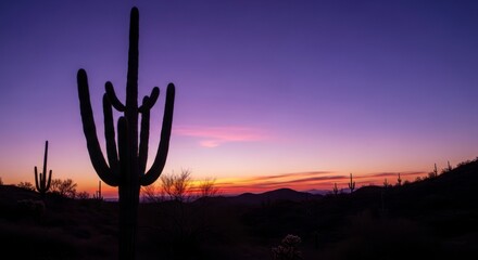 Silhouetted Saguaro Cactus at Sunset: Desert Landscape, Purple Sky, Serene Scene.