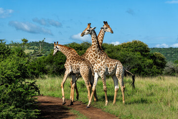 Giraffes having a fight  in the green season in Munyawana Game Reserve in Kwa Zulu Natal close to Mkuze and Hluhluwe in South Africa