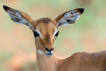 Portrait of a young impala in Kruger National Park in South Afrika in the green season
