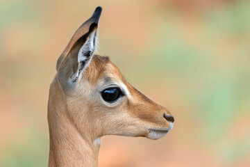 Portrait of a young impala in Kruger National Park in South Afrika in the green season