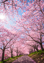 Naklejka premium Sun shines through a canopy of pink cherry blossom trees lining a scenic pathway during spring.