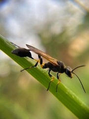 Close-up of a thread-waisted wasp (Ammophila sp.) perched on a green blade of grass, showing detailed body structure and colors in a natural outdoor setting.