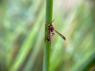 Close-up of a paper wasp (Polistes sp.) clinging to a green stem, showing detailed body structure and wings in a natural outdoor setting.
