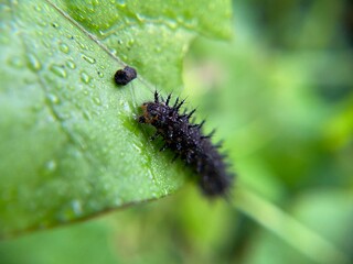 Close-up of a spiny caterpillar (Hypolimnas bolina) crawling on a green leaf with water droplets, showing detailed textures in a natural outdoor setting.