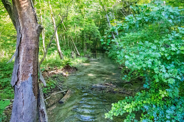 Obraz premium Clear stream flowing through green forest, Germany, Augsburg