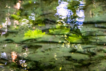 Underwater vegetation with reflections, Germany, Augsburg