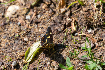 Map butterfly on forest path ground 23 July 2025