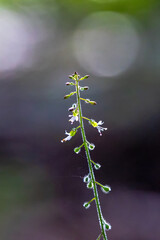 Small white flowers of enchanters nightshade 23 July 2025