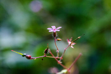 Pink flower of herb robert in soft focus 23 July 2025