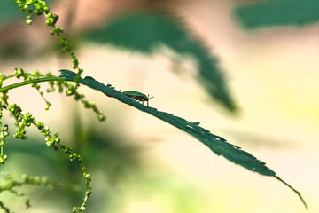 Insect silhouette on nettle leaf, Germany, Augsburg, 22 July 2025