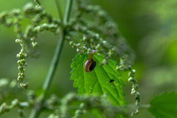 Juvenile garden snail on common nettle leaf 23 July 2025