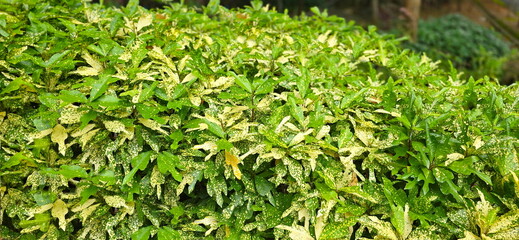 Croton has green leaves with yellow spots, yellow leaves with green spots. Variegated Laurel, Codiaeum variegatum (L.) Rumph. ex A.Juss. Garden Croton has deeply lanceolate leaves with three lobes
