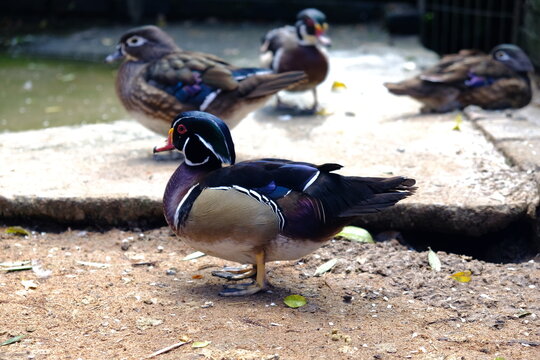 Patos coloridos em &aacute;rea de conviv&ecirc;ncia / Colorful ducks in shared area