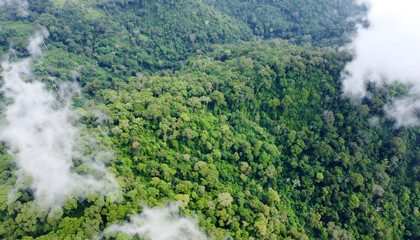 Obraz premium Aerial View of Dense Green Forest Canopy 