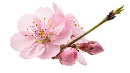 Pink flower isolated on white background PNG. AI GENERATED.  
