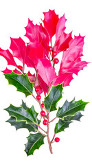 Fototapeta premium Vibrant Holly Sprig with Red Berries and Green Leaves
