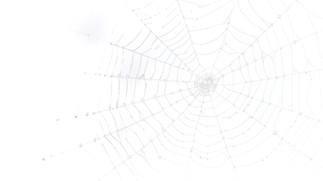 Delicate spiderweb glistening with morning dew, creating a mystical nature scene, perfect for adding a touch of intrigue and natural beauty to your designs