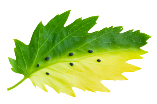 Green and yellow leaf with dark spots on a white background