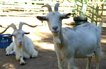 Duas cabras brancas em curral rural
White goats in rural pen