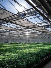 Interior view of greenhouse structural elements with lily cultivation beds below