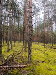 Obraz premium forest in autumn