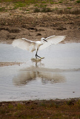 white heron in flight