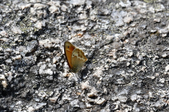 Borboleta Pyronia bathseba, Guarda-port&otilde;es-mediterr&acirc;nica, Lobito-castenho