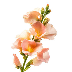 Fototapeta premium Peach Freesia Flowers Closeup Bouquet Black Background isolated on transparent background cutout